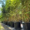 Buy Multiplex Bamboo (Bambusa multiplex) from Nursery Nisarga
