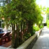 Buy Multiplex Bamboo (Bambusa multiplex) from Nursery Nisarga