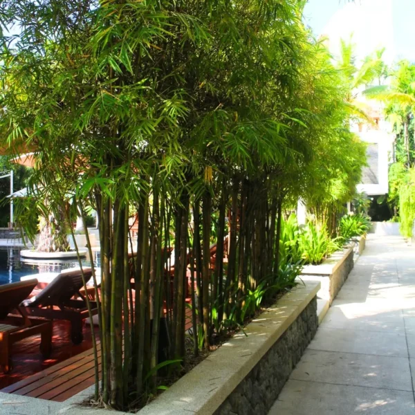 Buy Multiplex Bamboo (Bambusa multiplex) from Nursery Nisarga