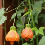 Buy Abutilon pictum Plant - Nursery Nisarga