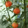 Buy Abutilon striatum plant