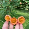 Chinese lantern Plant