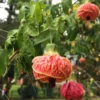 Red Vein Indian Mallow