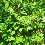 Buy Ficus Triangularis 'Green' | Triangle Fig - Plant Online at Nursery Nisarga