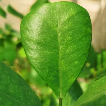 Buy Ficus Triangularis 'Green' | Triangle Fig - Plant Online at Nursery Nisarga