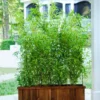 Buy Multiplex Bamboo (Bambusa multiplex) online at Nursery Nisarga