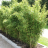 Buy Multiplex Bamboo (Bambusa multiplex) online at Nursery Nisarga