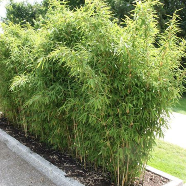 Buy Multiplex Bamboo (Bambusa multiplex) online at Nursery Nisarga