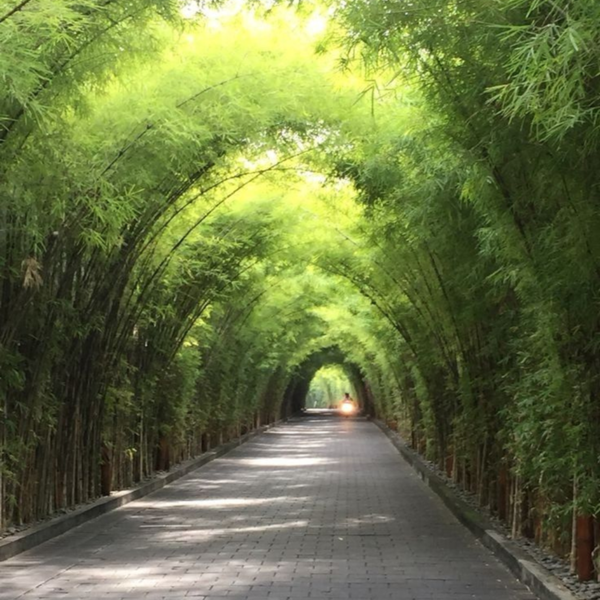 Buy Multiplex Bamboo (Bambusa multiplex) online at Nursery Nisarga