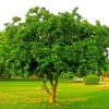 Buy Karanja (Millettia pinnata) Plant Online at Nursery Nisarga