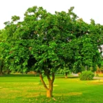 Buy Karanja (Millettia pinnata) Plant Online at Nursery Nisarga