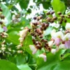 Buy Karanja (Millettia pinnata) Plant Online at Nursery Nisarga