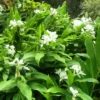 Buy Butterfly Ginger Lily "Hedychium coronarium" - Plants Online at Nursery Nisarga