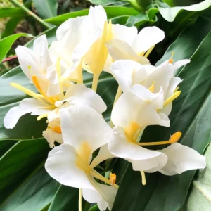Buy Butterfly Ginger Lily "Hedychium coronarium" - Plants Online at Nursery Nisarga