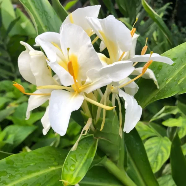 Buy Butterfly Ginger Lily "Hedychium coronarium" - Plants Online at Nursery Nisarga