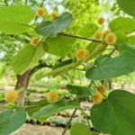 Haldu Plant (Adina cordifolia) online available at Nursery Nisarga