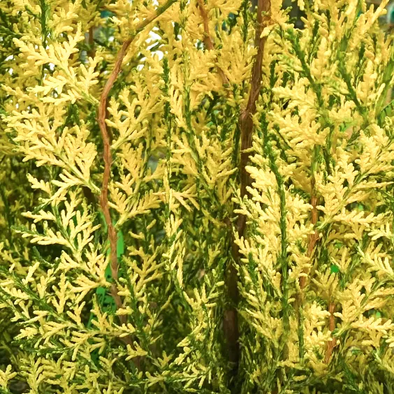 Variegated Thuja, Thuja occidentalis 'Sherwood Frost'