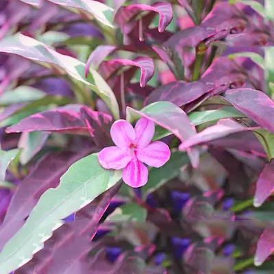 Buy Barleria obtusa 'Purple Gem' - Plant Online at Nursery Nisarga