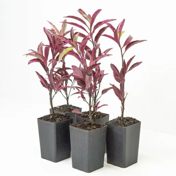 Buy Barleria obtusa 'Purple Gem' - Plant Online at Nursery Nisarga