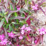 Buy Barleria obtusa 'Purple Gem' - Plant Online at Nursery Nisarga