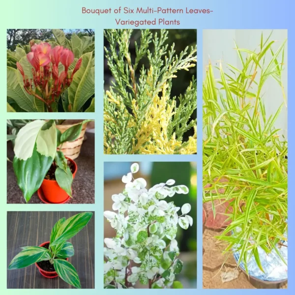 Buy Bouquet of Six Multi-Pattern Leaves-Variegated Plants Online at Nursery Nisarga