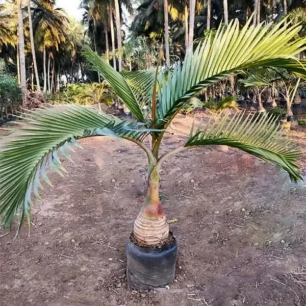 Buy Champagne Palm Plant (Wholesale) from Nursery Nisarga