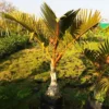 Buy Champagne Palm Plant (Wholesale) from Nursery Nisarga