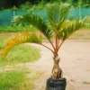 Buy Champagne Palm Plant (Wholesale) from Nursery Nisarga