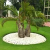 Buy Champagne Palm Plant (Wholesale) from Nursery Nisarga