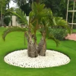 Buy Champagne Palm Plant (Wholesale) from Nursery Nisarga
