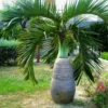 Buy Champagne Palm Plant (Wholesale) from Nursery Nisarga