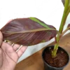 Buy Musa acuminata 'Siam Ruby' | Red Banana Tree Online at Nursery Nisarga Bhopal