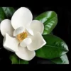 Buy White Magnolia grandiflora, Him Champa - Plant Online at Nursery Nisarga at Bhopal