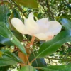 Buy White Magnolia grandiflora, Him Champa - Plant Online at Nursery Nisarga at Bhopal