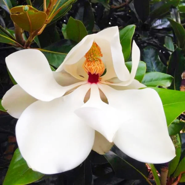 Buy White Magnolia grandiflora, Him Champa - Plant Online at Nursery Nisarga at Bhopal