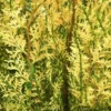 Buy Spectrum Splendor: Six Variegated Wonders plants at Nursery Nisarga