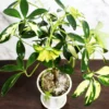 Buy Spectrum Splendor: Six Variegated Wonders plants at Nursery Nisarga