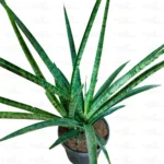 Buy Sansevieria 'Silver Steel' - Air Purifying Snake Plant Online at Nursery Nisarga