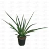 Buy Sansevieria 'Silver Steel' - Air Purifying Snake Plant Online at Nursery Nisarga
