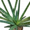 Buy Sansevieria 'Silver Steel' - Air Purifying Snake Plant Online at Nursery Nisarga