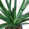 Buy Sansevieria 'Silver Steel' - Air Purifying Snake Plant Online at Nursery Nisarga