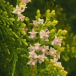 Buy Variegated Thuja, Thuja occidentalis 'Sherwood Frost' Online at Nursery Nisarga