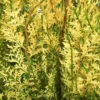 Buy Variegated Thuja, Thuja occidentalis 'Sherwood Frost' Online at Nursery Nisarga