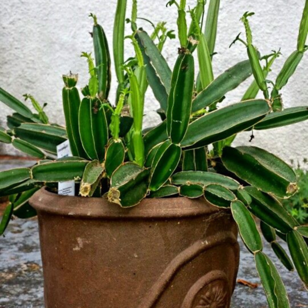 Buy Hadjod Plant "Cissus Quadrangularis" Online at Nursery Nisarga