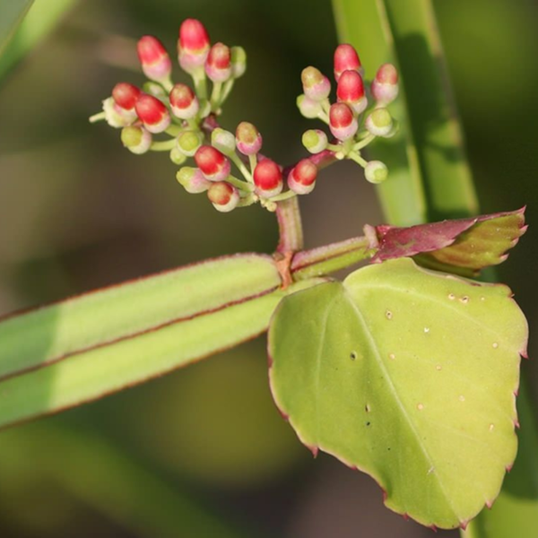 Buy Hadjod Plant "Cissus Quadrangularis" Online at Nursery Nisarga