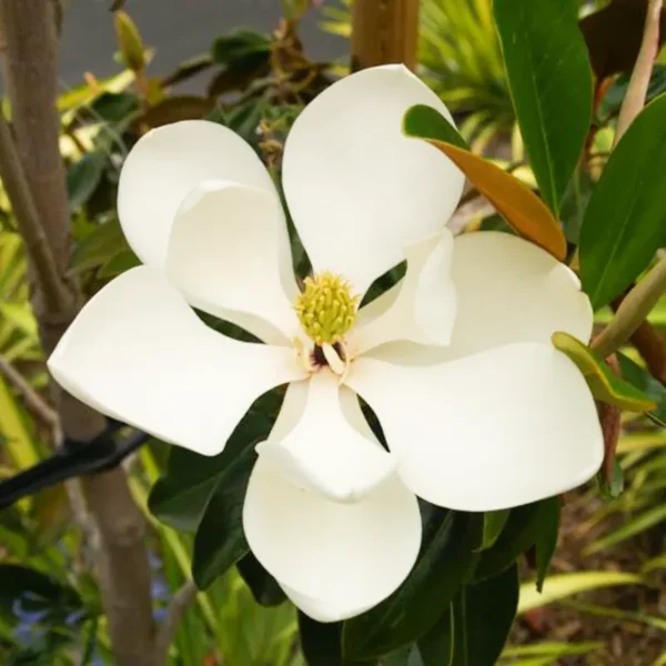 Buy White Magnolia grandiflora, Him Champa - Plant Online at Nursery Nisarga at Bhopal