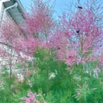 Buy Bonsai “Tamarix ramosissima” Tamarisk Tree online at Nursery Nisarga