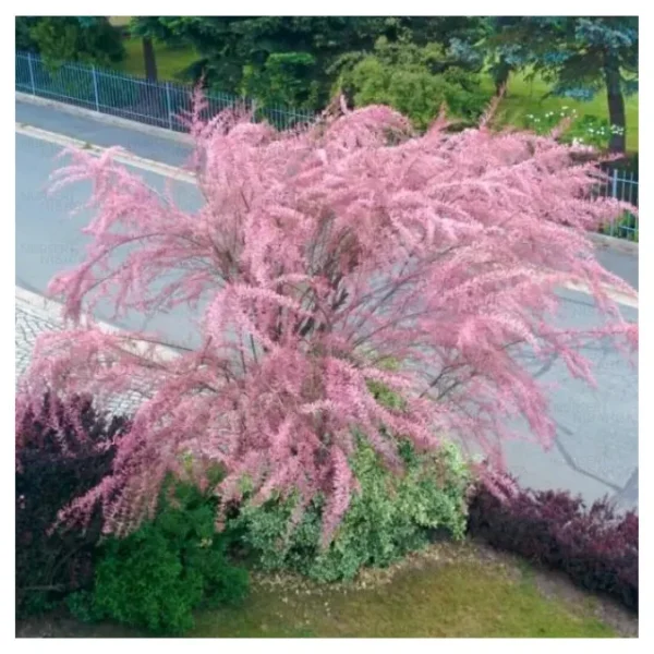 Buy Bonsai “Tamarix ramosissima” Tamarisk Tree online at Nursery Nisarga