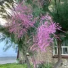 Buy Bonsai “Tamarix ramosissima” Tamarisk Tree online at Nursery Nisarga