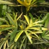 Buy Varigated Rhapis Excelsa (Variegated Lady Palm) online at Nursery Nisarga